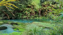  Hunua Falls and Blue Springs (Te Waihou): Private Tour