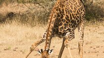 3 Day Serengeti & Ngorongoro Camping Safari Adventure