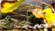 Wine and Scenic Beauty in Douro Valley