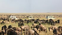 4 Days 3 Nights Lake Manyara Serengeti and Ngorongoro Safari