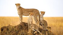5-Day Safari Tour at Tarangire Serengeti and Ngorongoro Crater
