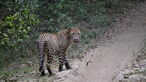Yala national park Full day tour With breakfast and lunch