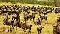 7Days Wildebeests Migration Safari in Serengeti