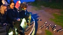 Phillip Island Penguin Parade Express Tour from Melbourne