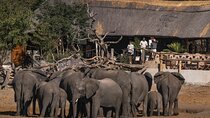 5 Days Hwange Luxury Safari Experience