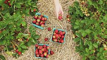 Private Nami Island and Organic Strawberry Farm Tour
