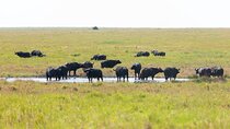 4-Day Tanzania Safari Tour