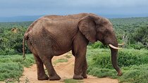 Full Day Addo Elephant National Park