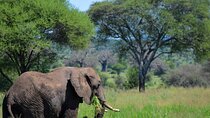 Tarangire National Park Day Trip