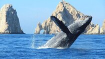 Whale Tale Adventures in Los cabos