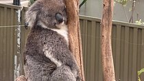 Adelaide Cruise Ship Tours to Hahndorf & Hills Wildlife Wonders