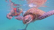 Mirissa Unforgettable Snorkeling Experience with Turtles