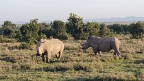 Day Tour to OL Pejeta Conservancy 