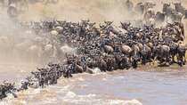 8 days Epic Serengeti Migration Safari Lodging 