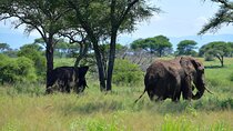 Tarangire National Park And Ngorongoro Crater Overnight Trip