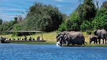 Chobe Day Trip
