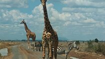 Nairobi Airport Layover Half Day Tour Nairobi National Park