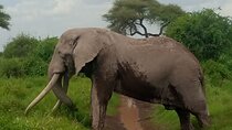 8 Days 7 Nights Kenya and Tanzania Private Lodge Camp Safari