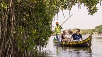 Explore La Boquilla’s Mangrove Tunnels with Local Fishermen