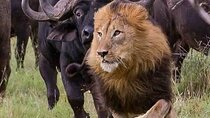 6 Day safari to Mara, Nakuru & Amboseli in Midrange accommodation