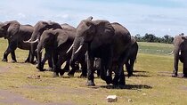 12 Days Safari Camping Tour in Kenya and Tanzania