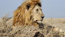 Five Day Serengeti Migration and Big Five Safari