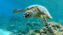 Private Abu Dabbab Snorkeling with Beautiful Turtles - Hurghada