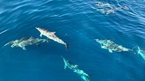 Dolphin Tours in Fuerteventura