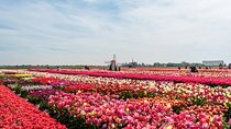 Unique Keukenhof Tour with Ticket, Tulip Field, Tulip Experience