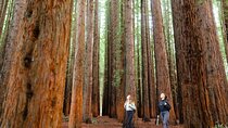 Small Group Yarra Valley: Redwoods Forest & Premium Wine Tour