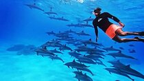 Full-Day Dolphin House Snorkeling Trip with Transfers :Marsa Alam