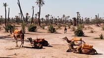Camel Ride at the Palm Groves in Marrakech