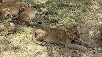 Wild Tanzania 7 Day Big Five Safari