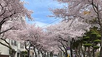 Jeju Island Cherry Blossom Private Sightseeing Tour