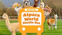 Seoul to or from Alpaca World Round trip Shuttle Bus Service