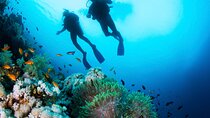 Hurghada Beginner Scuba Diving Trip with 2 Dive Stops and Lunch