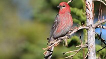 Uinta Mountains Birding and Nature Expedition