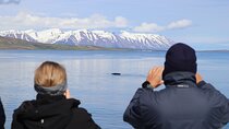 Whale Watching Tour from Akureyri City Central