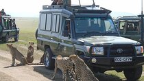 5 Days Masai Mara Budget Tented Camping Safari from Nairobi