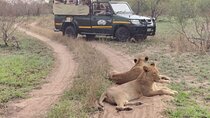 5 Day Kruger Park tours and Manyeleti Safari and Panorama Tour