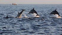 Unforgettable Dolphin Performances for the Whole Family /Hurghada