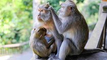 Ubud Private Tour: Monkey Forest, Rice Terrace, Temple, Waterfall