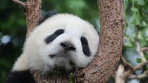 Private Chengdu Panda Breeding Research Base Ticket and Guide opt