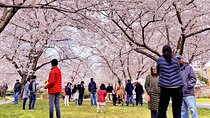 Small Group Washington D.C. Cherry Blossom 1-Day Experience Tour