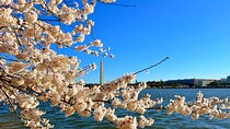 New York to Washington D.C. Spring Cherry Blossom Full-Day Tour
