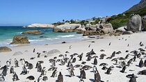 Cape Town South Africa Cape Point Penguins Tour 
