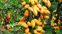 Cocoa Farm, Botanical Garden, Waterfall Nature Experience