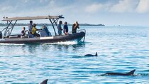 Dolphin Watch Half Day Trip & Snorkeling With Transfer - Zanzibar