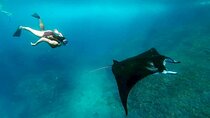 Snorkeling with Manta Rays in Nusa Penida 