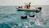 Private Dolphin Watching Tour With Snorkeling & Orange Bay Island
